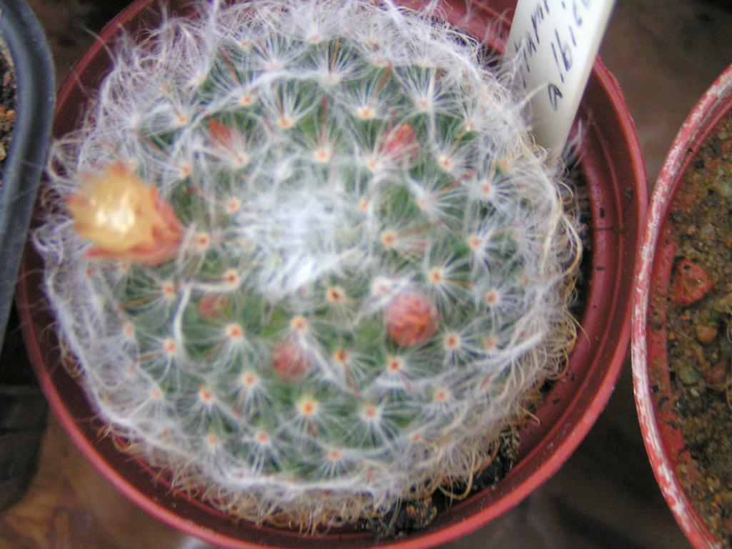 Mammillaria albicoma